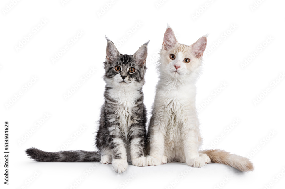 Duo of Maine Coon cat kittens, sitting together. Looking towards camera. Isolated on a white background.