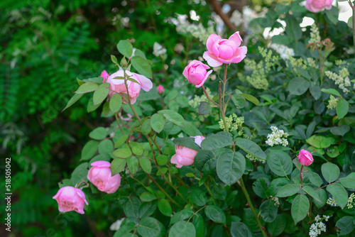 Beautiful blooming rose bush with pink flowers outdoors