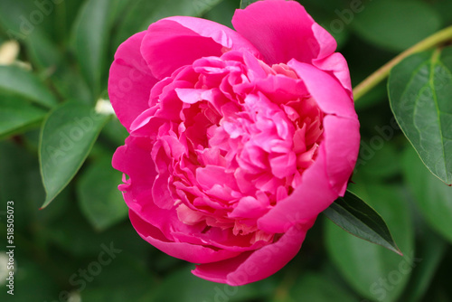 Beautiful pink peony growing in garden, closeup