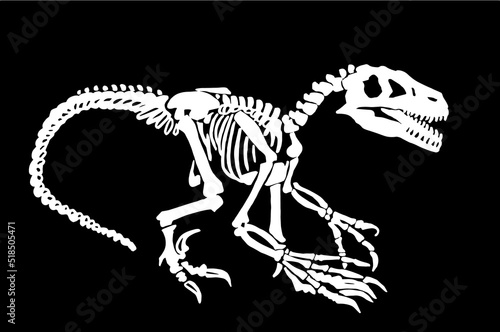 Graphical silhouette of skeleton raptor isolated on  black, vector dinosaur of jurassic period, illustration for educational books,printing and design
