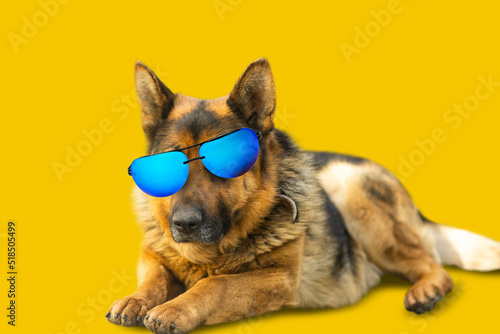 Cool German Shepherd Dog in mirrored sunglasses © Angelov