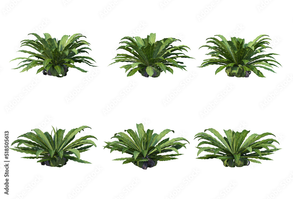 Eastern plants and plants with a white background Eastern plants and plants with a white background