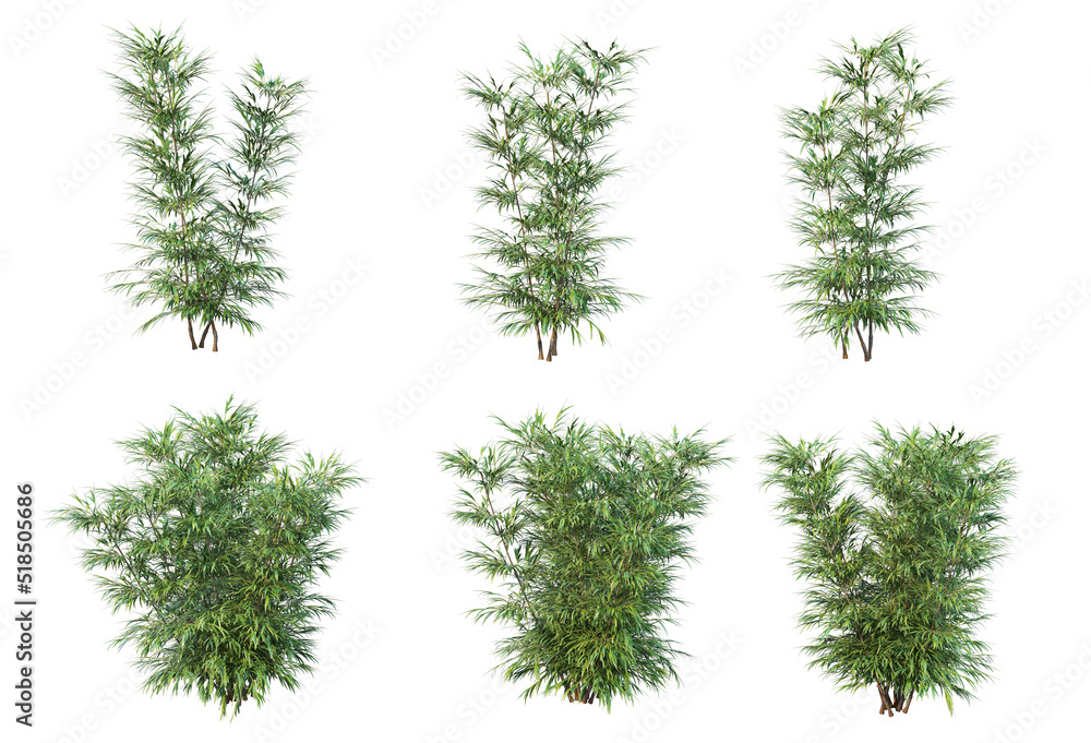 Eastern plants and plants with a white background Eastern plants and plants with a white background