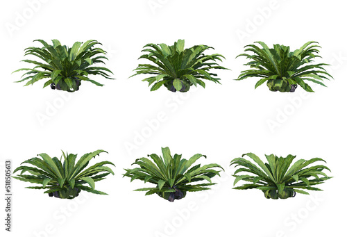 Eastern plants and plants with a white background