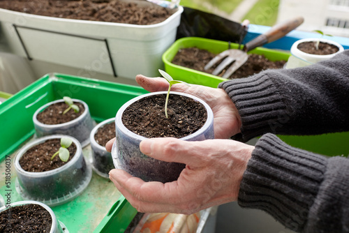 Old man gardening in home greenhouse. Men's hands holding cucumber seedling in the pot, selective focus