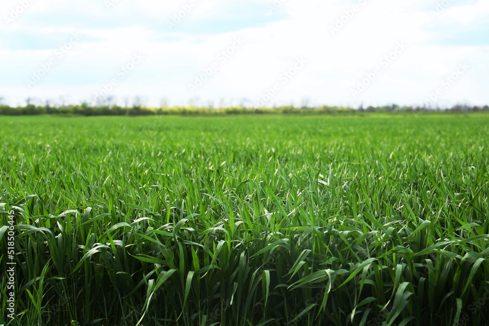 Beautiful agricultural field with ripening cereal crop under blue sky Beautiful agricultural field with ripening cereal crop under blue sky