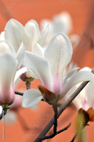Fototapeta Naklejka Na Ścianę i Meble -   lovely magnolia blossom in springtime