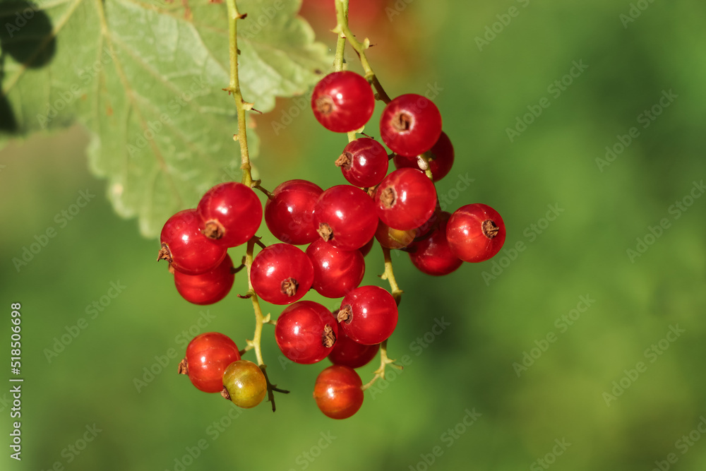 Closeup view of red currant bush with ripening berries outdoors on sunny day Closeup view of red currant bush with ripening berries outdoors on sunny day