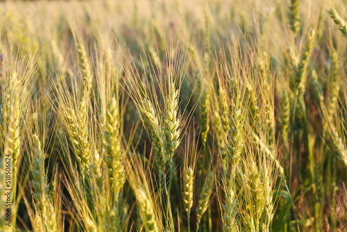 Beautiful agricultural field with ripening wheat  closeup