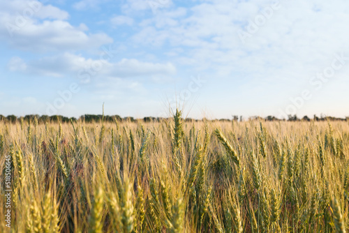 Beautiful agricultural field with ripening wheat crop