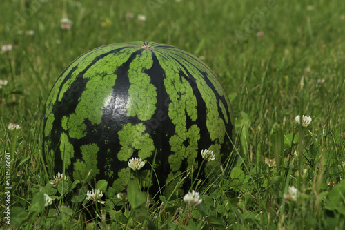 Whole ripe watermelon in fresh green grass outdoors