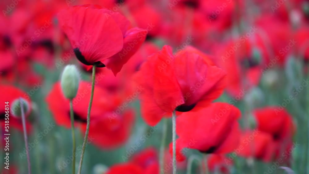 Large Field with red poppies and green grass at sunset. Beautiful field scarlet poppies flowers with selective focus. Red poppies in soft light. Glade of red poppies. Soft focus blur. Papaver sp. Large Field with red poppies and green grass at sunset. Beautiful field scarlet poppies flowers with selective focus. Red poppies in soft light. Glade of red poppies. Soft focus blur. Papaver sp.