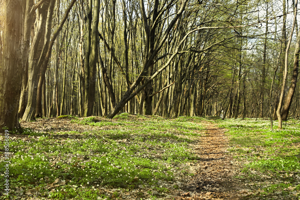 Beautiful forest with white wild flowers and trees' Beautiful forest with white wild flowers and trees'