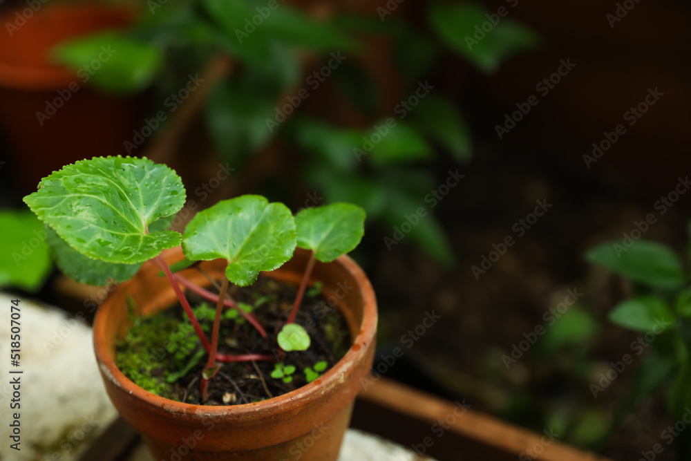 Seedling of begonia plant with water drops in pot on parapet, closeup. Space for text