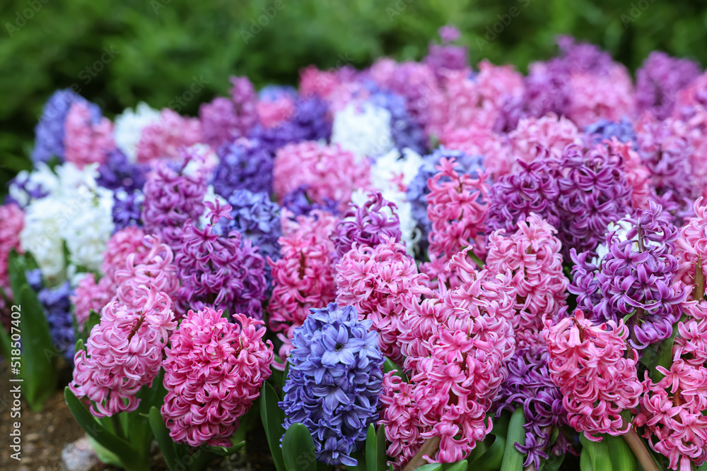 Many beautiful hyacinth flowers growing outdoors, closeup. Spring season Many beautiful hyacinth flowers growing outdoors, closeup. Spring season