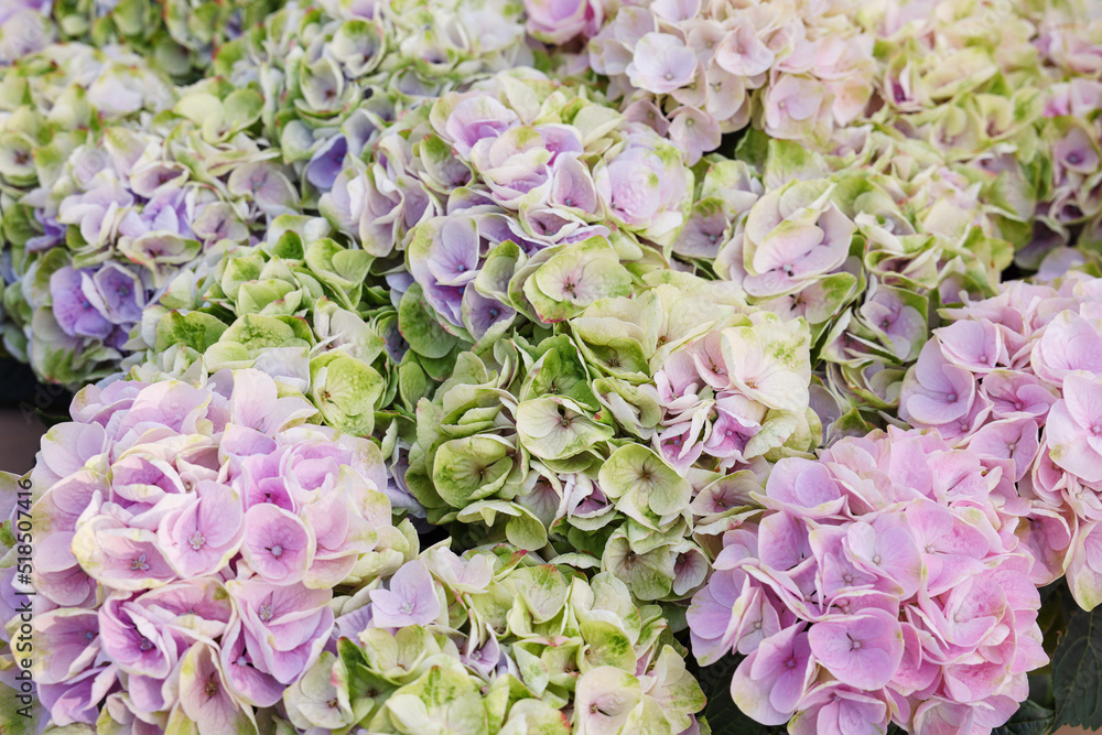 Obraz premium Beautiful hydrangea plant with colorful flowers as background, closeup