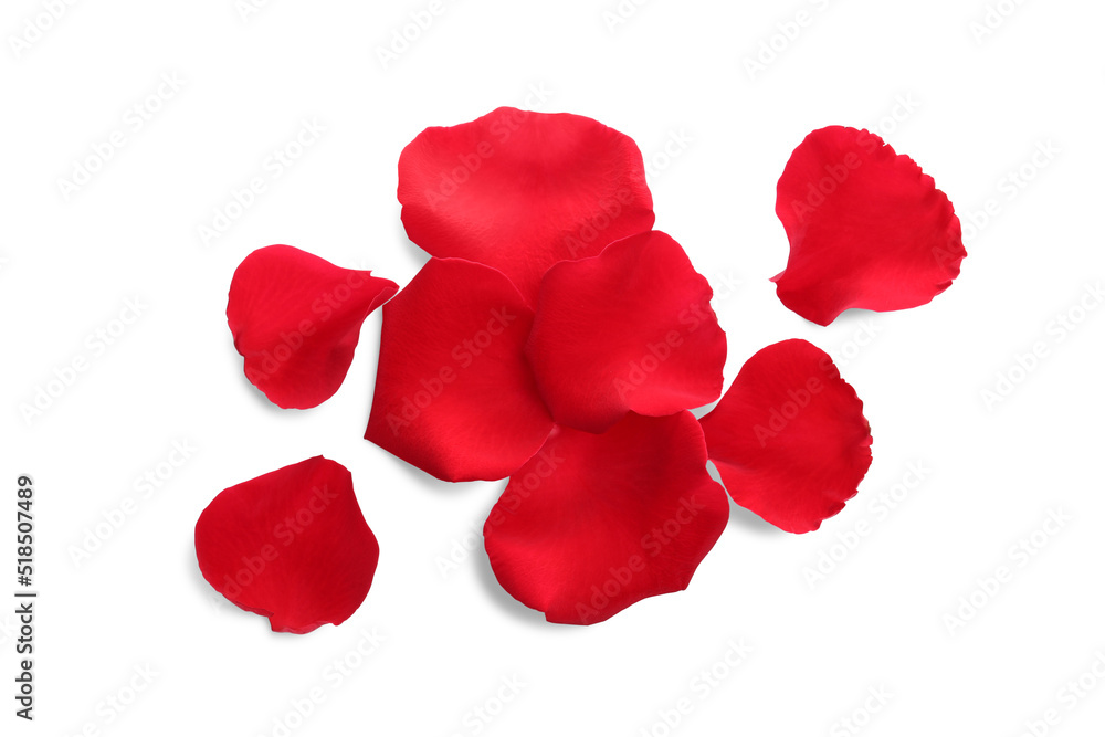 Many red rose petals on white background, top view Many red rose petals on white background, top view