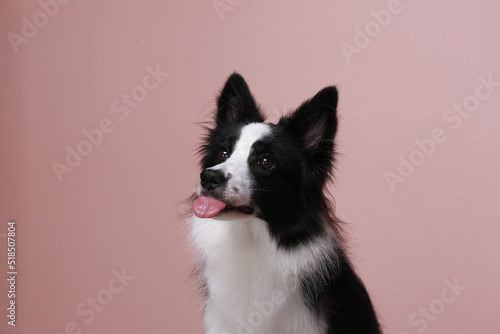 This border collie is my family.