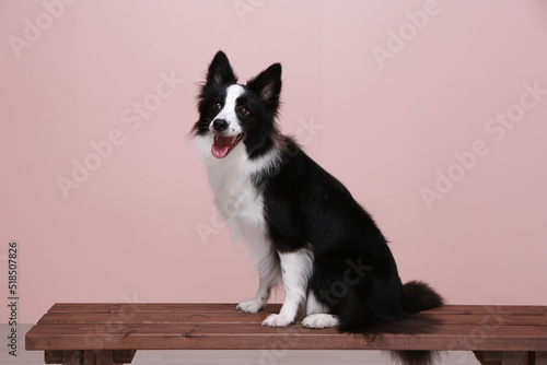 This border collie is my family.
