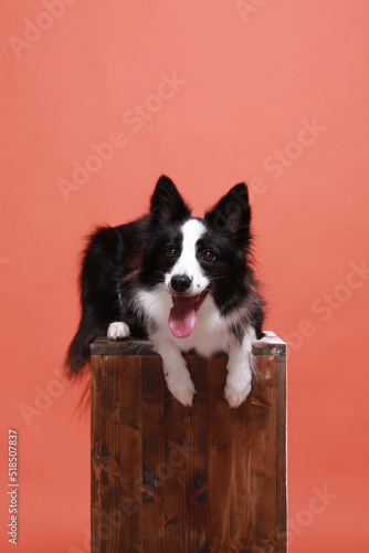 This border collie is my family.
