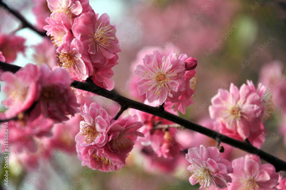 blossoming plum blossom in spring blossoming plum blossom in spring