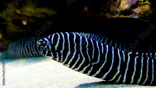 Eye-catching black and white striped Zebra moray eel; close profile shot photo