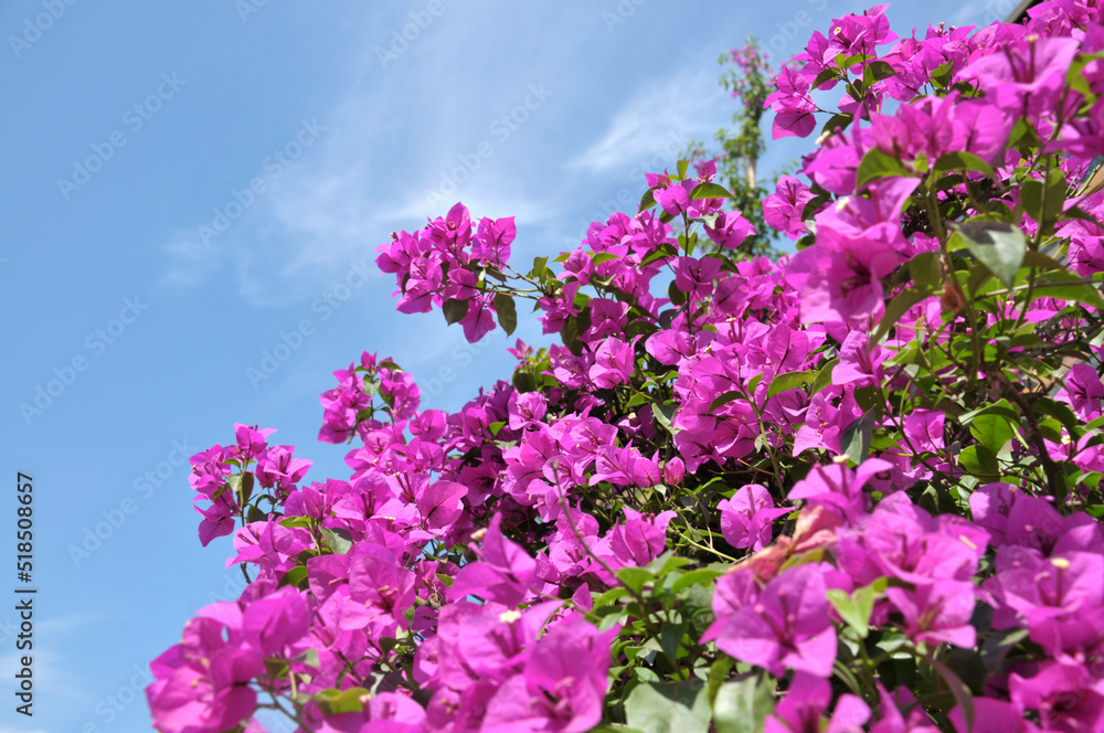 Beautiful bougainvillea flowers Beautiful bougainvillea flowers