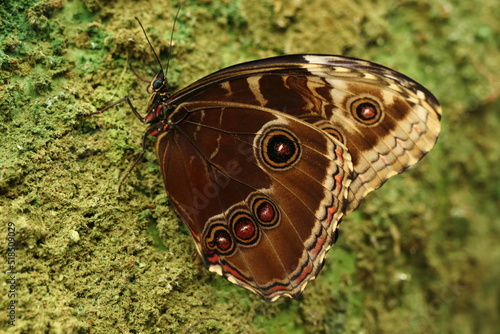 cyproeta stelena, detail of butterfly wings photo