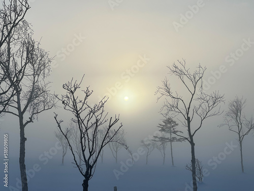 Winter trees in the fog