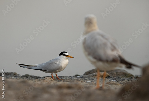 Slective focus on Little Tern at Asker Marsh with a slender-billed gull at the foreground, Bahrain