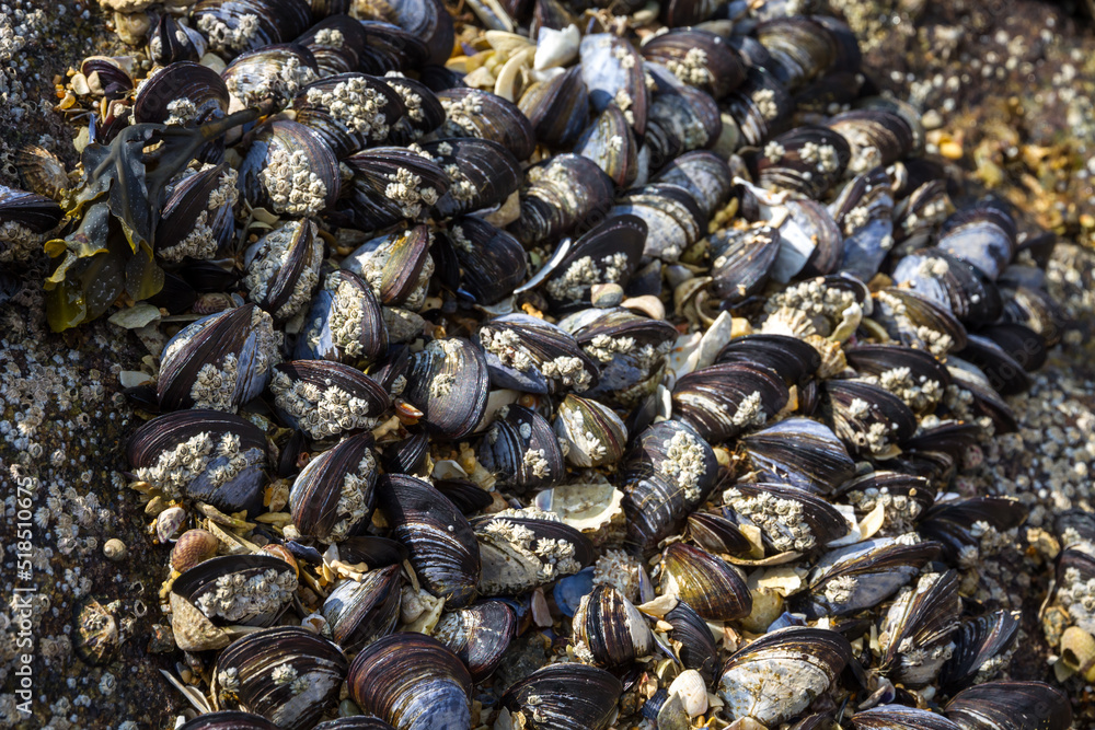Mussels on a rock closeup view Mussels on a rock closeup view