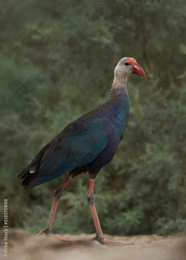 Portrait of a Grey-headed Swamphen at Asker Marsh, Bahrain Portrait of a Grey-headed Swamphen at Asker Marsh, Bahrain