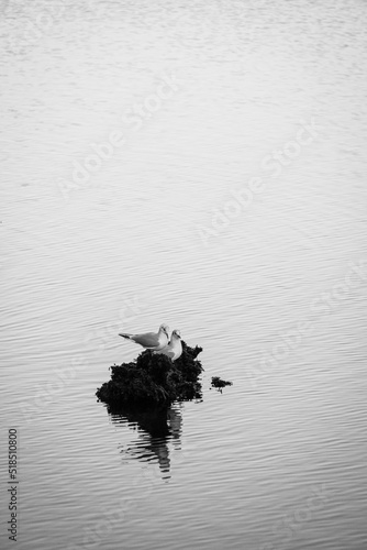 A pair of seagulls are reflected on the waters of the Ria de Pontevedra, an estuary formed by the Lerez River, in Galicia (Spain)