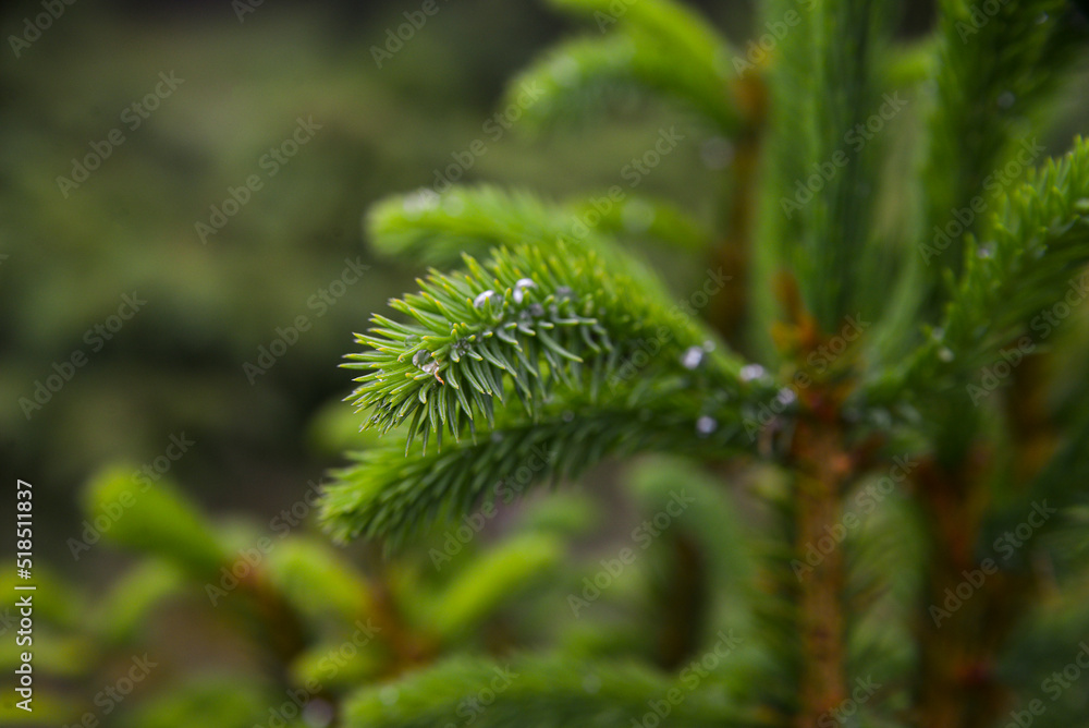 close-up of Christmas tree leaves with dew drops
