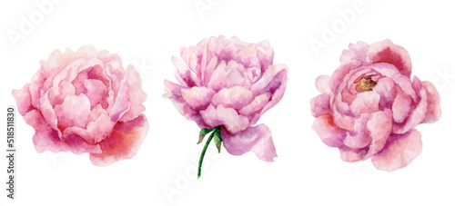 Watercolor vector set of pink peony flowers.
