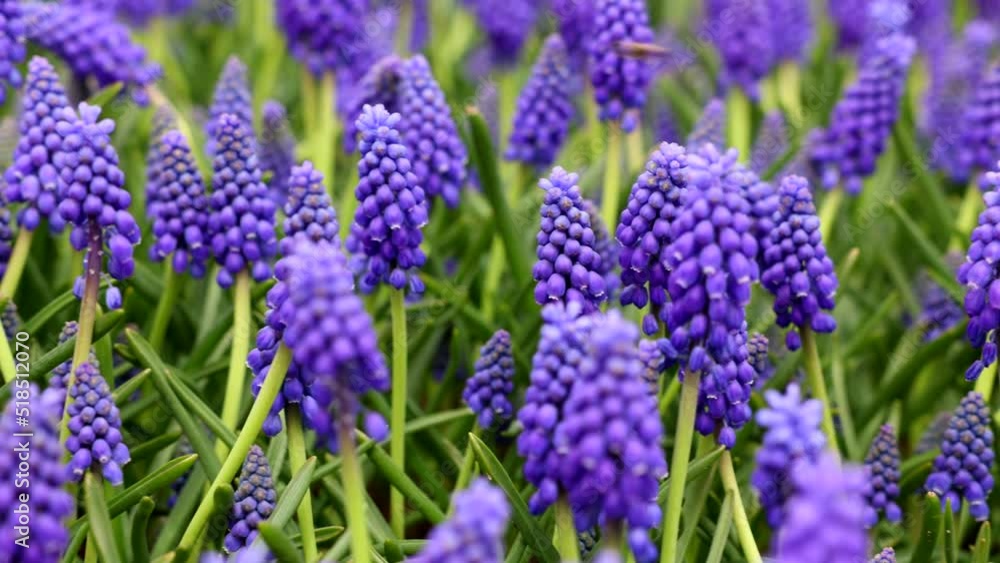 Hyacinths or muscaris with bees. Spring blossom or bloom background 4k video. Nature or ecology or ecosystem concept video. Hyacinths or muscaris with bees. Spring blossom or bloom background 4k video. Nature or ecology or ecosystem concept video.
