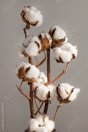 Cotton branch in a minimalist white interior in a vase on the table