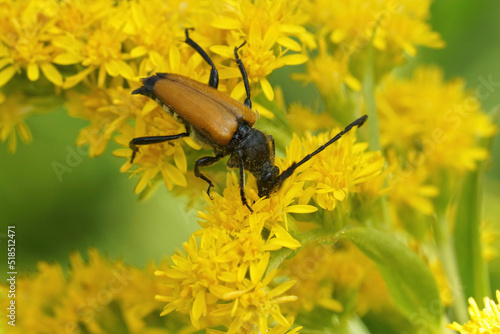 Φωτογραφία Closeup on a Tawny Longhorn Beetle, Paracorymbia fulva, sitting on a yellow gold