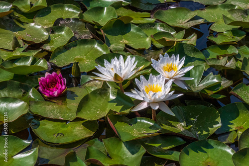 Fototapeta White Lily blooms on the pond