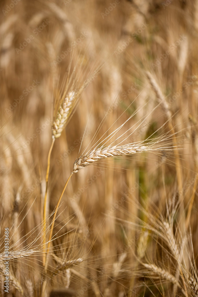 Rye closeup vertical yellow wheat bread component growing in the field natural rural picture Rye closeup vertical yellow wheat bread component growing in the field natural rural picture