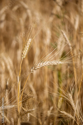 Rye closeup vertical yellow wheat bread component growing in the field natural rural picture