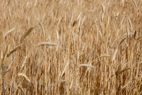Rye field closeup sunny summer  sunshine  bread components  wheat