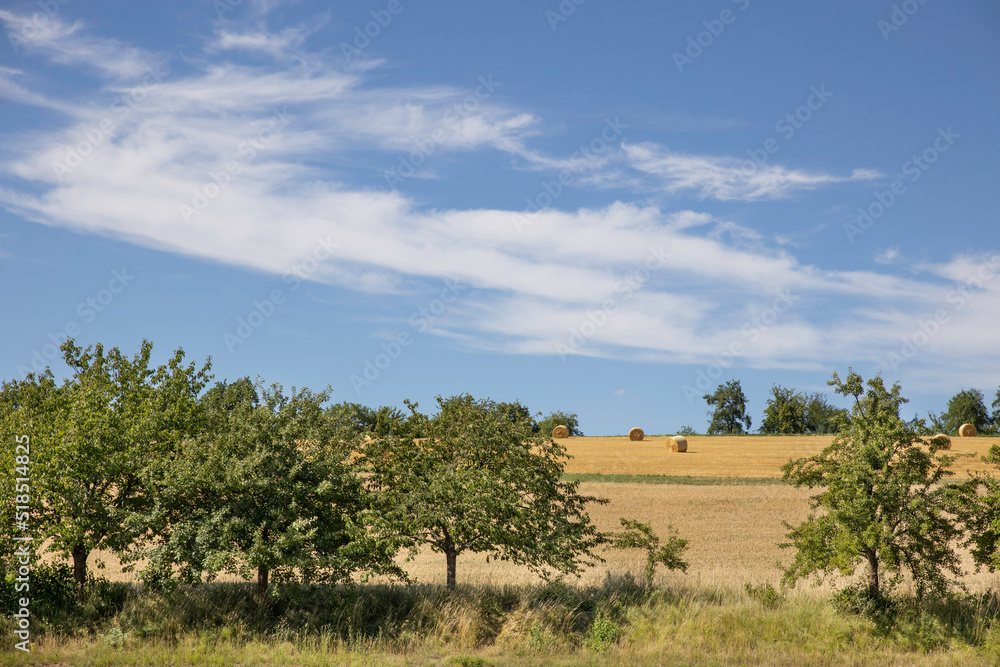Bales of hay in the field on the background, yellow field, hay, wheat, bales, blue sky green trees in the front, rural agriculture, calm countryside