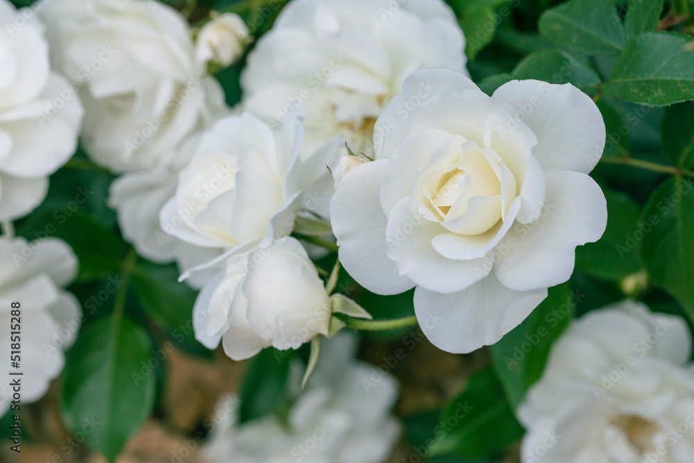 beautiful white rose flower in the garden beautiful white rose flower in the garden