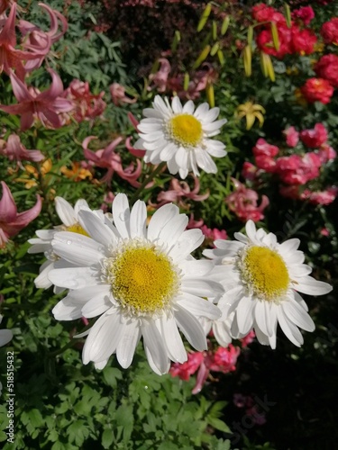 Round daisies with a large yellow center on a flower bed on a sunny summer day. Beautiful flowers.Leucanthemum on a background of orange and pink lilies and blooming roses. Floral desktop wallpaper .