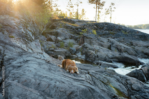 dog on the stone seashore. Nova Scotia duck tolling retriever in a sunset on landscape