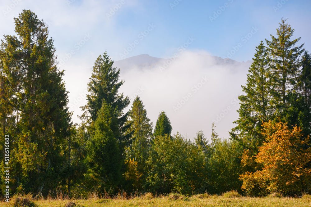 spruce trees on the grassy hillside meadow. mist rising up in to the bright blue sky. warm sunny morning in autumn spruce trees on the grassy hillside meadow. mist rising up in to the bright blue sky. warm sunny morning in autumn