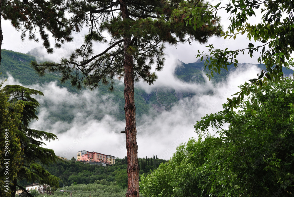 Obraz premium Wooded Hillside with Trees and Low Clouds
