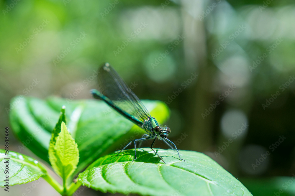 A beautiful dragonfly that stands still on a green leaf A beautiful dragonfly that stands still on a green leaf