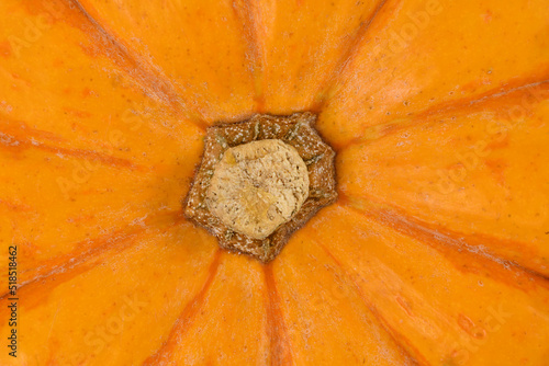 Wallpaper Mural Close up of stem of orange Jack Be Little pumpkin Torontodigital.ca